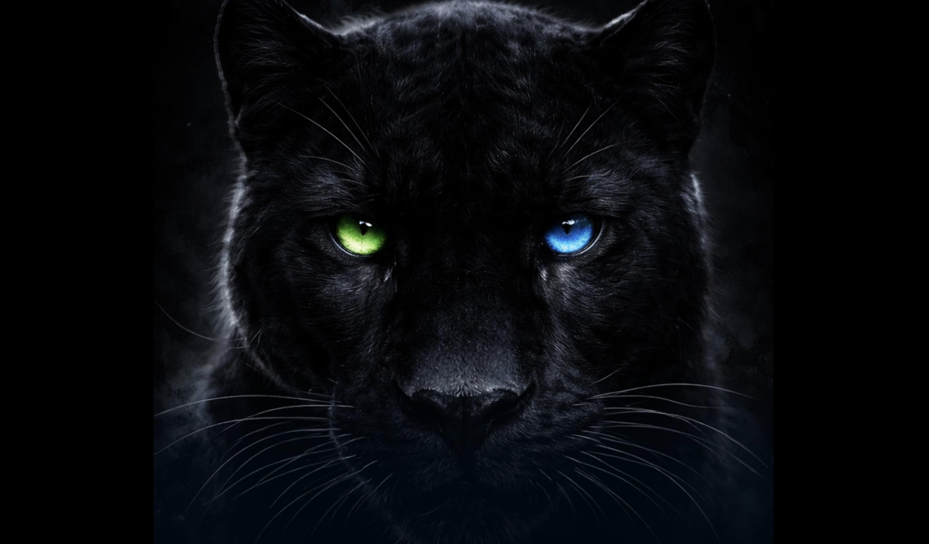 NB I: Bombaformában a social media csapatok - válogatás az Oscar-díjtól a fekete macskáig